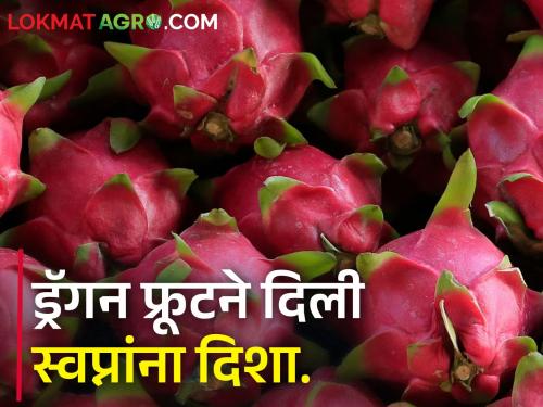 An acre of dragon fruit yields lakhs; Successful farming is taking place in the traditional belt of maize and soybeans | एकरभरात ड्रॅगन फ्रूटमधून लाखोंचे उत्पन्न; मका, सोयाबीनच्या पारंपरिक पट्ट्यात होतेय यशस्वी शेती