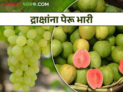 Exportable grape producers: But now doing guava farming! | निर्यातक्षम द्राक्ष उत्पादक : मात्र आता करतोय पेरु शेती !