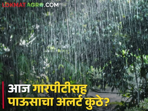 Yellow alert of rain for five districts including Nagpur today, how intense will it be? | नागपूरसह पाच जिल्ह्यांना आज पावसाचा यलो अलर्ट, तीव्रता किती असणार? 