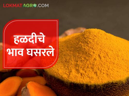 Turmeric prices fell; 700 quintals in market yard | हळदीचे भाव घसरले; मार्केट यार्डात ७०० क्विंटल आवक