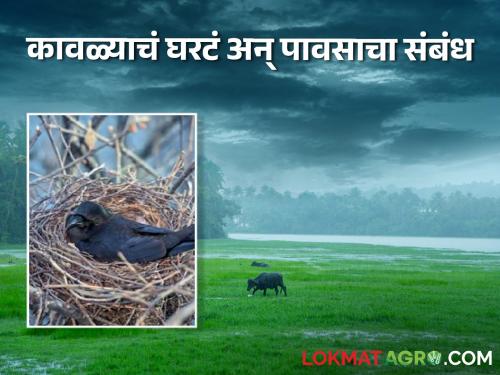 Monsoon Rain place where row makes nest can predict monsoon rain nature alert for monsoon | Monsoon Rain : कावळ्याच्या घरट्यावरून कळतो मान्सूनच्या पावसाचा अंदाज! पावसाचे निसर्गसंकेत माहितीये?