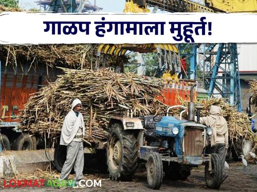 Sugar Factory: The sugaring season in Maharashtra starts today! But only half of the factories have got licenses for filtration | Sugar Factory : महाराष्ट्रातील गाळप हंगाम आजपासून सुरू! पण अर्ध्याच कारखान्यांना मिळाले गाळपाचे परवाने