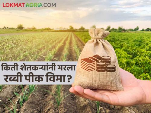 Rabi Crop Insurance : Farmers, Apply for Rabi Crop Insurance! How many applications have come so far? | Rabi Crop Insurance : शेतकऱ्यांनो, रब्बी पिक विम्यासाठी अर्ज करा! आत्तापर्यंत किती आले अर्ज?