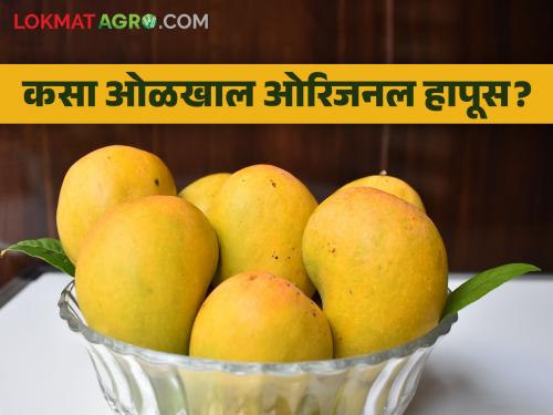 Sale of local mangoes under the name Hapus identificationn of Original Hapus Mango | लोकल आंब्याची 'हापूस'च्या नावाने विक्री; असा ओळखा ओरिजनल हापूस