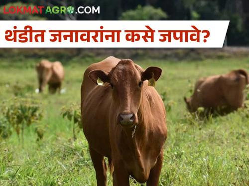 The possibility of animals getting sick due to cold, how to take care? | थंडीमुळे जनावरांना आजार जडण्याची शक्यता, कशी घ्याल काळजी?