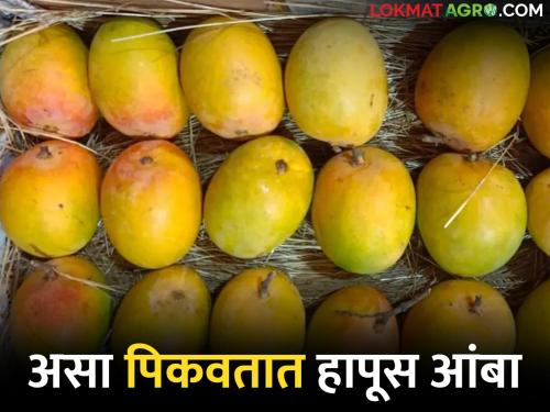 Hapus Mango: How Hapus Mango is grown naturally? | Hapus Mango : आंबा पिकवण्याची नैसर्गिक पद्धत माहितीये का?