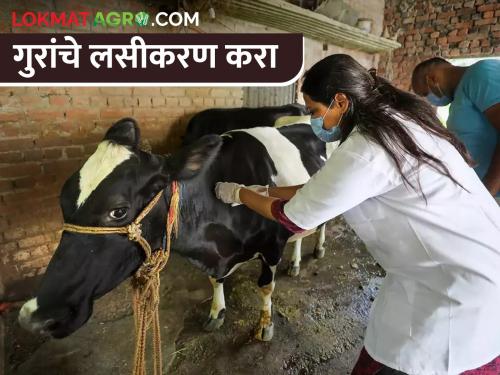 Vaccinate cattle; Prevent saliva scraping, PPR! | गुरांचे लसीकरण करा; लाळ खुरकत, पीपीआर प्रतिबंध करा!