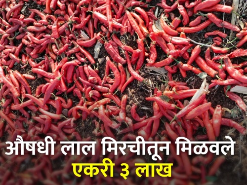 An acre yield of 3 lakh per acre was obtained from the cultivation of red pepper | लाल मिरचीच्या लागवडीतून मिळाले एकरी ३ लाखाचे उत्पन्न