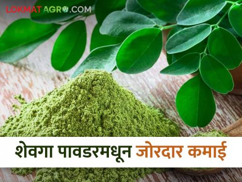 Leaving IT career aside, started a business of making powder from sevga, you will be amazed to hear the monthly profit. | आयटी करिअर बाजूला सारत सुरु केला शेवग्यापासून पावडर बनवण्याचा व्यवसाय, महिन्याकाठी मिळणारा नफा ऐकून व्हाल थक्क