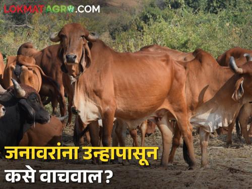 What to do and what not to do for livestock in hot sun? Experts say... | कडाक्याच्या उन्हात पशूधनासाठी काय करावे, काय करू नये? तज्ञ म्हणताहेत...