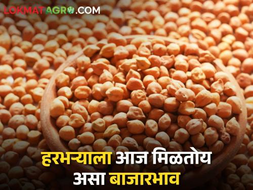 The highest price of gram in Nandurbar, how is the market price getting in the rest of the market committee? | नंदूरबारमध्ये हरभऱ्याला सर्वाधिक भाव, उर्वरित बाजारसमितीत कसा मिळतोय बाजारभाव?