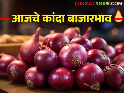 Latest News 5th feb 2024 todays onion rate in market nashik Maharashtra | कांदा दरात घसरण सुरूच, लासलगावसह इतर बाजार समित्यांमध्ये काय भाव मिळाला? 