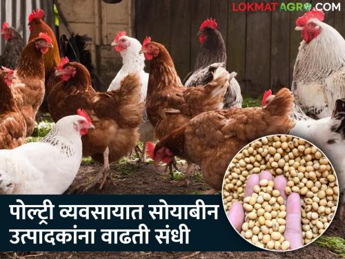 More demand for soybeans in poultry business, great opportunity for soybean farmers | पोल्ट्री व्यवसायात सोयाबीनची मागणी अधिक, सोयाबीन उत्पादक शेतकऱ्यांना मोठी संधी