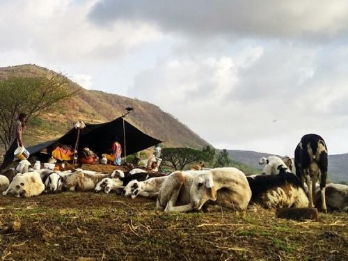 Tent covers through forest department to protect sheep rearer from leopards | बिबट्या पासून मेंढपाळांच्या संरक्षणासाठी वनविभागामार्फत तंबूचे कवच