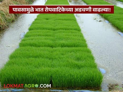 Monsoon Rain Early rains cause problems for rice nurseries; Will seed germination rate decrease? | Monsoon Rain : लवकर आलेल्या पावसामुळे भाताच्या नर्सरींना अडचणी; बियाणे उगवण्याचे प्रमाण घटणार?
