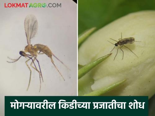 Discovery of an insect species that attacks mogra Important research by Indian scientists | Jasminum Insect Discovery : मोगऱ्यावर आक्रमण करणाऱ्या किडीच्या प्रजातीचा शोध! भारतीय शास्त्रज्ञांचे महत्त्वाचे संशोधन