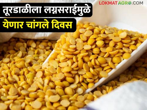 Turi prices up: Lagna Sarai also boosted demand | तुरीच्या दरात तेजी: लग्नसराईमुळेही मागणीही वाढली