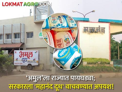 decision to transfer Mahanand milk Union to NDDB will give gujrat Amul a foothold in the state | ‘अमुल’ला राज्यात पायघड्या; सरकारला 'महानंद दूध' वाचवण्यात अपयश!