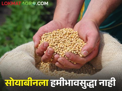 maharashtra agriculture farmer market yard Todays Soybean rates The average price of soybeans reached 2500 | Todays Soybean rates : अबब! सोयाबीनचे सरासरी दर पोहचले अडीच हजारांवर