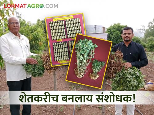 Farmers are researching and developing groundnut hybrid varieties directly in their own fields bhor kiran yadav farmer | नादच खुळा! पुण्यातील 'या' शेतकऱ्याचं शेतातच संशोधन अन् भुईमुगाच्या हायब्रीड वाणांची निर्मिती