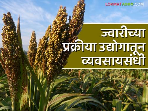 This process of sorghum is a great opportunity for farmers to earn | ज्वारीच्या या प्रक्रीया उद्योगातून शेतकऱ्यांना कमाईची उत्तम संधी