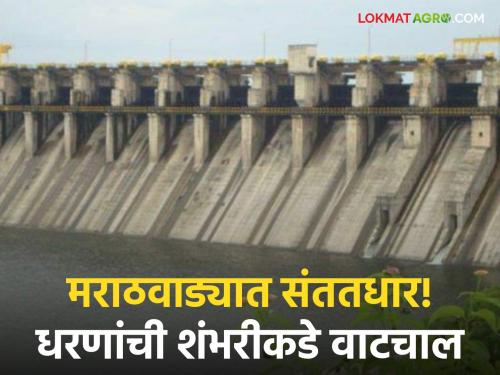 Maharashtra Rain : Incessant rain started in Marathwada from this morning; The dams began to fill up | Maharashtra Rain : आज सकाळपासून मराठवाड्यात संततधार पावसाला सुरूवात; धरणे भरू लागली