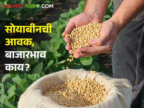 Soybean Market Today: Support price for soybeans in the same market committee, what is the situation in other places including Latur, Dharashiv? | Soybean Market Today: एकाच बाजारसमितीत साेयाबीनला आधारभूत भाव, लातूर, धाराशिवसह उर्वरित ठिकणी काय स्थिती?