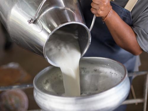 Dudh Dar : Reduction of three rupees in purchase price of cow milk of Gokul and Warana dairy | Dudh Dar : गोकुळ व वारणाच्या गाय दूध खरेदी दरात तीन रुपयांची कपात