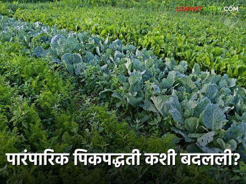 How has the cropping system in the state changed in the last six and a half decades Maharashtra Crop Pattern | मागच्या साडेसहा दशकात कशी बदलली राज्यातील पीक पद्धती? काय झाले बदल? | Maharashtra Crop Pattern