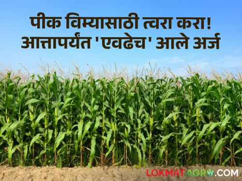 Crop Insurance Last 5 days left for farmers crop insurance How many applications have come | Crop Insurance : शेतकऱ्यांनो पिकविम्यासाठी शेवटचे ५ दिवस शिल्लक! आत्तापर्यंत किती आले अर्ज?