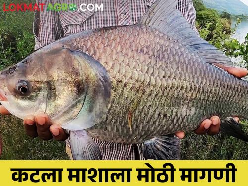 Popular among Katla fish gourmands, fishermen can earn by rearing... | कटला मासा खवैय्यांमध्ये लोकप्रिय,मच्छीमारांना संगोपनातून करता येणार कमाई...