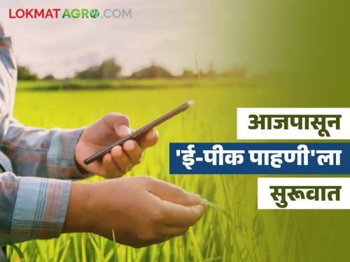 E Pik Pahani: E-Pik Pahani has started across the state from today! Insurance, mandatory for getting loan | E Pik Pahani : आजपासून राज्यभरात सुरू झाली ई-पीक पाहणी! विमा, पीककर्ज मिळण्यासाठी बंधनकारक