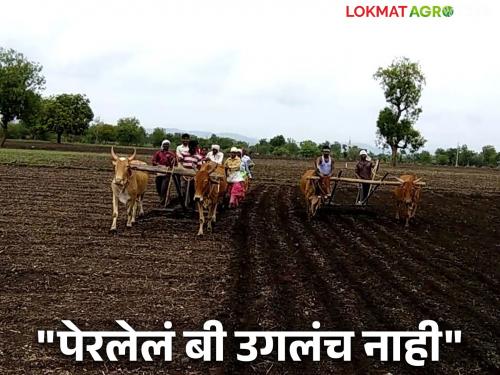 Kharip Cultivation: 'Sowed soybeans in Mrigat but the seeds did not sprout!' Farmers are desperate | Kharip Cultivation : 'मृगात सोयाबीनची पेरणी केली पण बियाणे उगलंच नाही!' शेतकरी हतबल