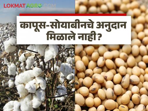 Soybean Cotton Subsidy Cotton soybean subsidy did not come? 'This' is because | Soybean Cotton Subsidy : कापूस-सोयाबीनचे अनुदान आले नाही? 'हे' आहे कारण