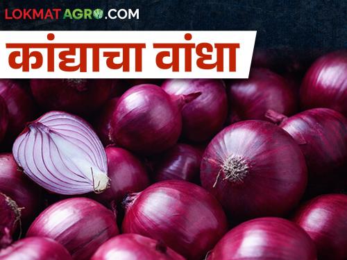 Onion prices continue to fall! These are the prices for the third day in a row. | कांद्याच्या दरात घसरण सुरुच! सलग तिसऱ्या दिवशी असे आहेत भाव..