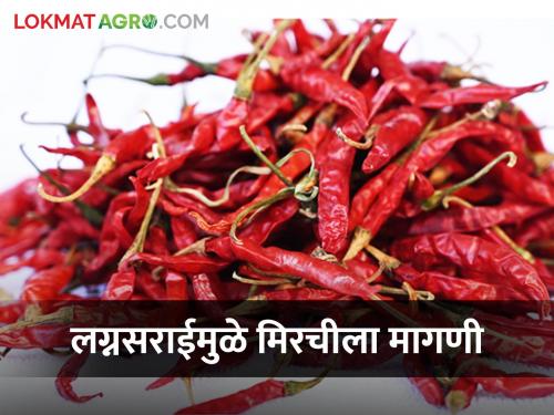 Demand for 'chili' due to marriage ceremony; Per kg rates, however, remain stable | लग्नसराईमुळे 'मिरची'ला मागणी; प्रतिकिलोचे दर मात्र स्थिर