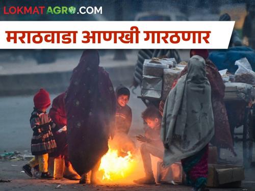 Temperature will drop further in Marathwada, how will you take care of the crops? | मराठवाड्यात तापमान आणखी घसरणार, कशी घ्याल पिकांची काळजी?