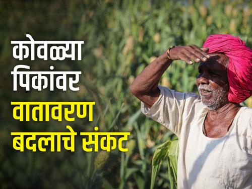 Crisis on young crops due to climate change, worm infestation on gram crop | वातावरणातील बदलामुळे कोवळ्या पिकांवर संकट, हरभरा पीकावर अळीचा प्रादुर्भाव