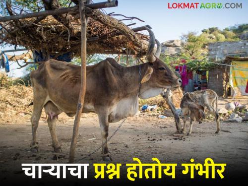 Farmers struggle for animal fodder, time to sell livestock due to lack of water | जनावरांच्या चाऱ्यासाठी शेतकऱ्यांची कसरत, पाणी नसल्याने पशुधन विकण्याची वेळ