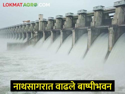 The rate of evaporation in Nathsagar increased in severe winter, what is the water storage of Jayakwadi? | कडाक्याच्या थंडीत नाथसागरातील बाष्पीभवनाचा वेग वाढला, जायकवाडीचा पाणीसाठा किती?