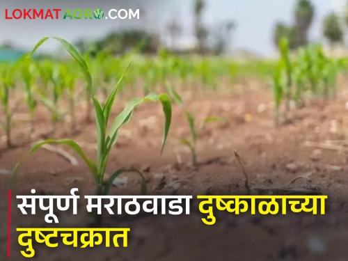 The entire Marathwada is in a vicious cycle of drought, the income of all eight districts is within 50 percent! | संपूर्ण मराठवाडा दुष्काळाच्या दुष्टचक्रात, आठही जिल्ह्यांची पैसेवारी ५० टक्क्यांच्या आत!