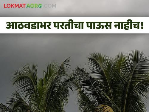 Monsoon Rain return of rain in Rajasthan There is less chance of rain in Maharashtra for another week | Monsoon Rain : राजस्थानात परतीच्या पावसाला सुरूवात! महाराष्ट्रात अजून आठवडाभर परतीच्या पावसाची शक्यता कमी