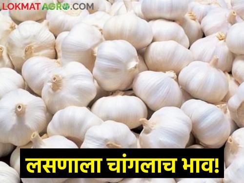 Good price for garlic due to reduction in income, Rs. 280 per kg in the weekly market | आवक कमी झाल्याने लसणाला चांगला भाव, आठवडी बाजारात प्रतिकिलो २८० रु