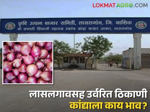 Onion Market: What is the market price of onion in other market committees including Lasalgaon, Vinchoor? | Onion Market: लासलगाव, विंचूरसह उर्वरित बाजारसमितींमध्ये कांद्याला काय मिळाला बाजारभाव?