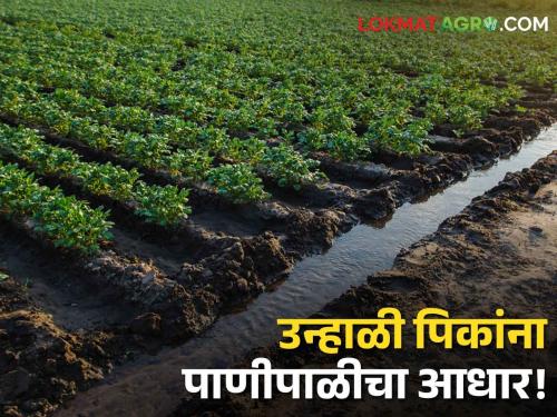 Support of canal irrigation for summer crops! Crops thrive even in hot weather | उन्हाळी पिकांना कालव्याच्या पाणीपाळीचा आधार! प्रखर उन्हातही पिके जोमात