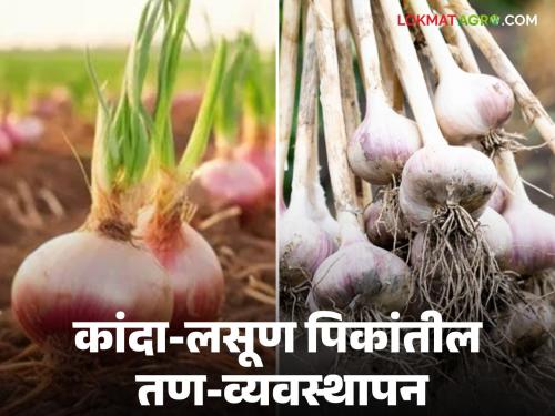 Weed Management How to manage weeds in onion and garlic crops? These are the recommendations of the research center | Weed Management : कांदा-लसूण पिकांतील तण-व्यवस्थापन कसं करायचं? 'या' आहेत संशोधन केंद्राच्या शिफारशी