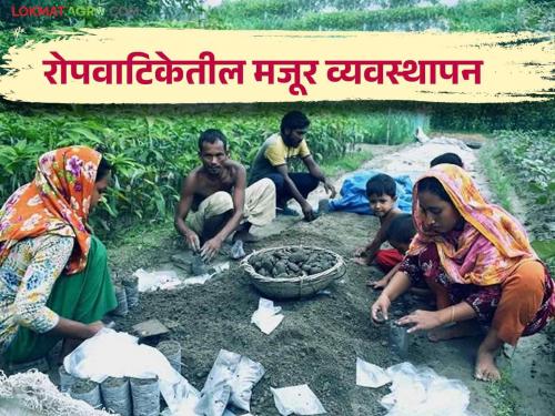 Nursery Business: How to manage labor in nursery business in the face of monsoon? | Nursery Business : पावसाळ्याच्या तोंडावर नर्सरी व्यवसायात मजुरांचे व्यवस्थापन कसे करावे?