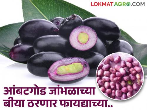 Farmers can earn good income from sweet and sour jamun seeds | आंबट गोड जांभळाच्या बियांपासून शेतकऱ्यांना करता येणार चांगली कमाई