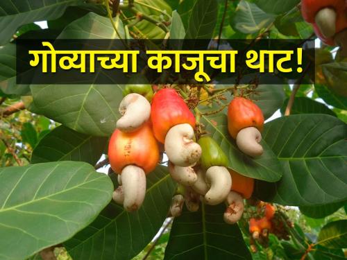 Goa cashews get GI status, opening doors to farmers in international markets | गोव्याच्या काजूला मिळाला GI दर्जा, आंतरराष्ट्रीय बाजारपेठेत शेतकऱ्यांना दारे खूली