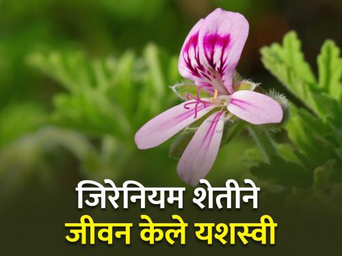 Geranium crop made life successful farmer success story pune bhor ashok khopade | सुगंधी जिरेनियमच्या शेतीतून पुण्याचा शेतकरी करतोय लाखोंची उलाढाल